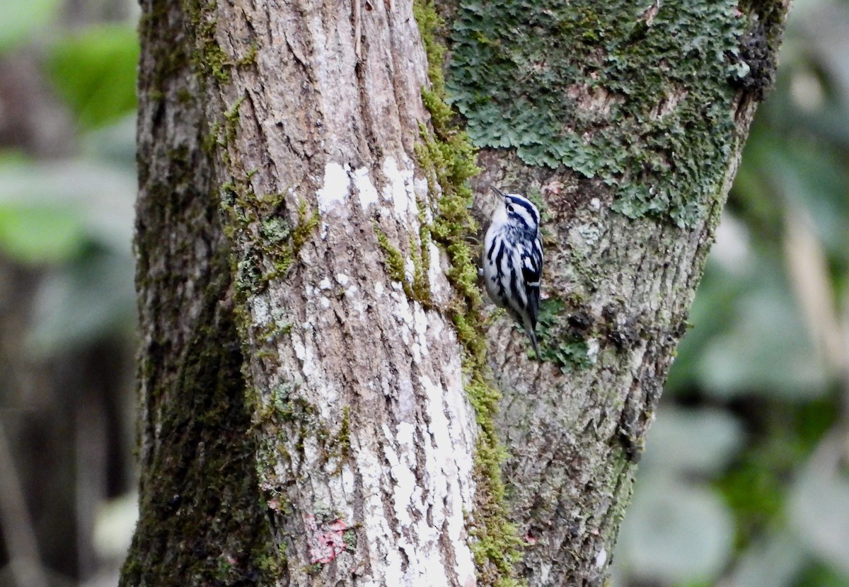 Black-and-white Warbler - ML533818921