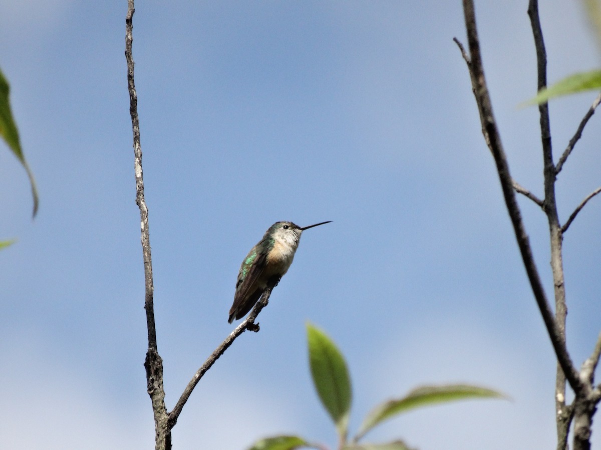 Calliope Hummingbird - ML533819061