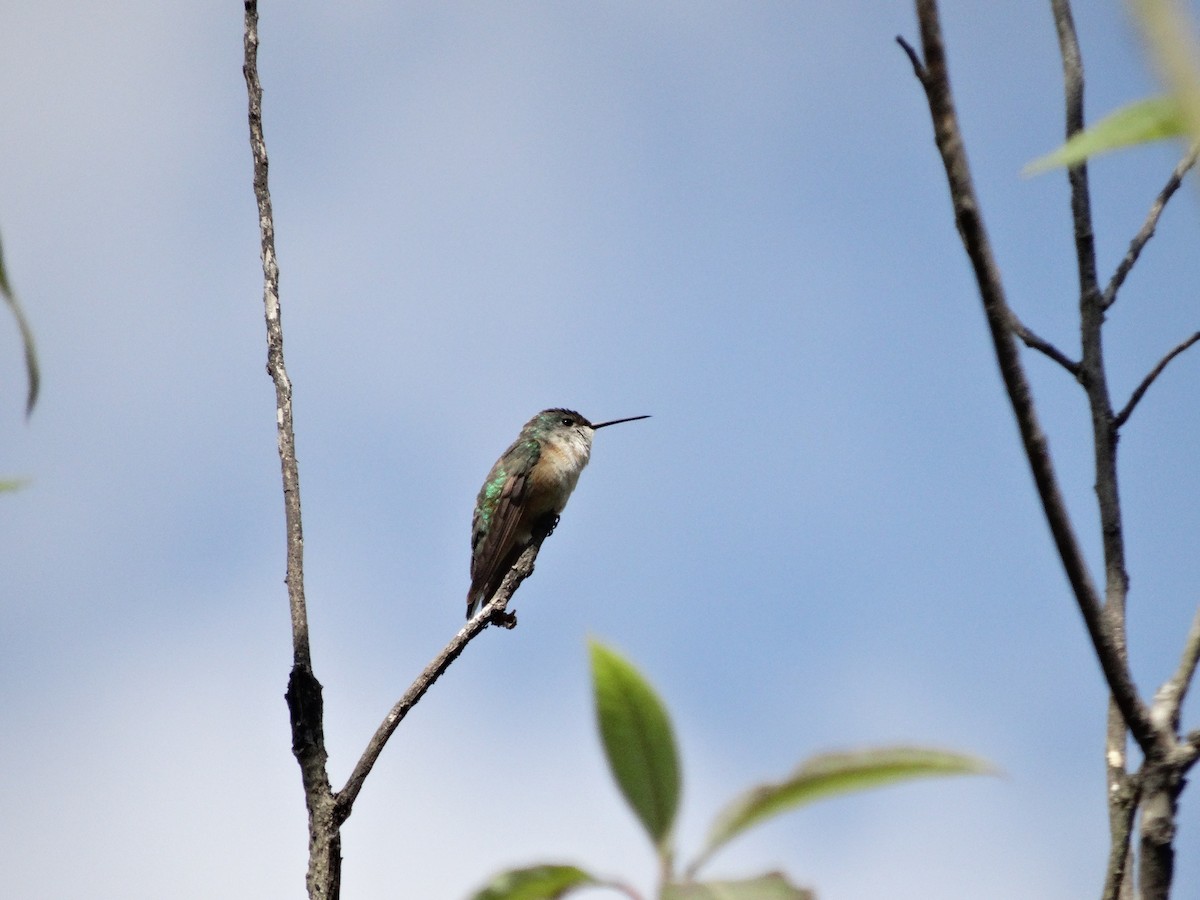 Calliope Hummingbird - ML533819071