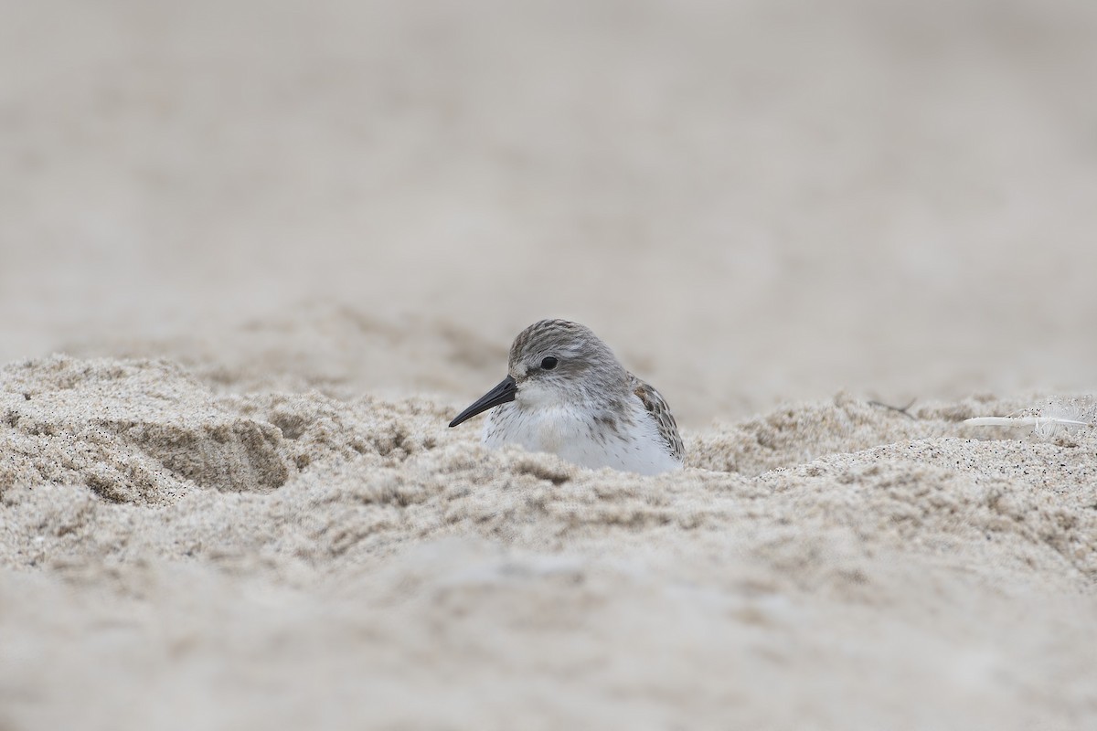 Western Sandpiper - Sean Siebuhr