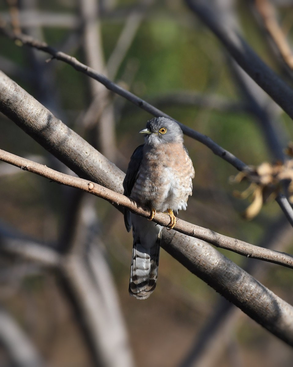 Common Hawk-Cuckoo - Tapan Kane