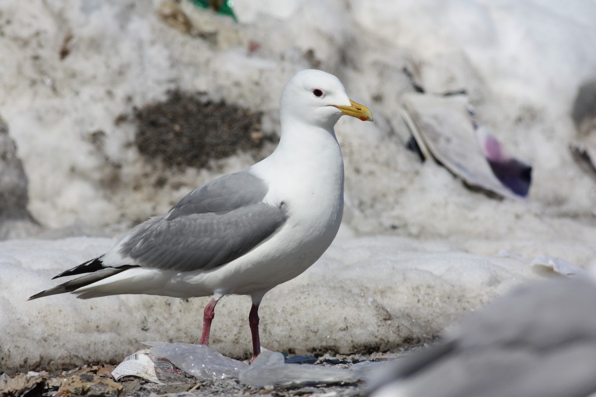 Iceland Gull (Thayer's) - ML53382201