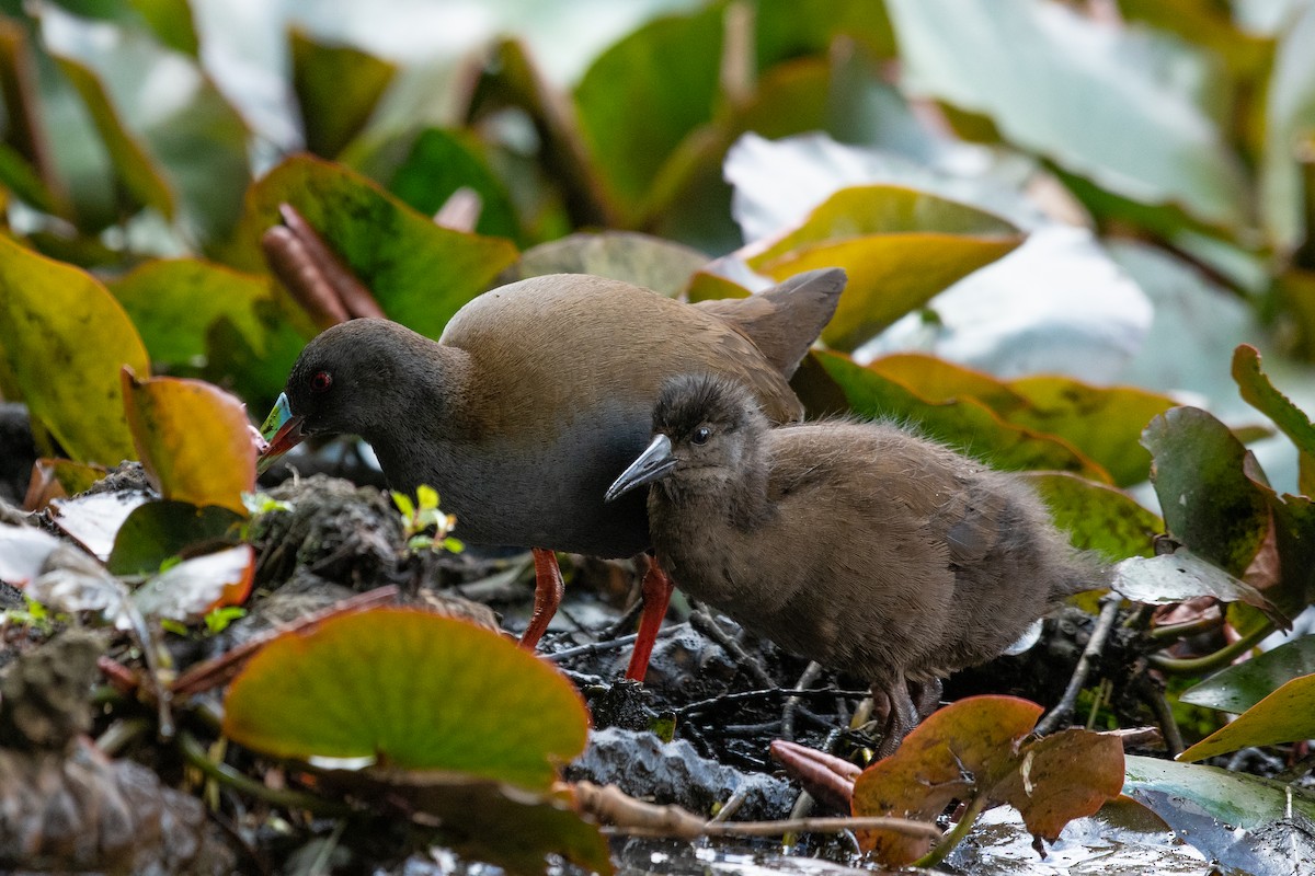 Plumbeous Rail - Ethan Rising