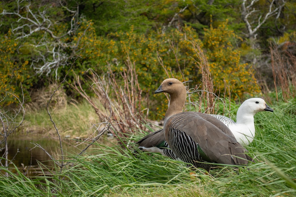 Upland Goose - Ethan Rising