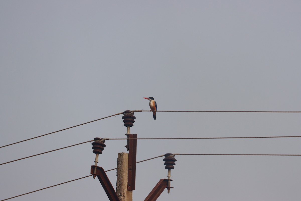 Black-capped Kingfisher - KARTHIKEYAN R