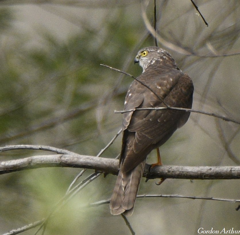 Collared Sparrowhawk - ML533826101