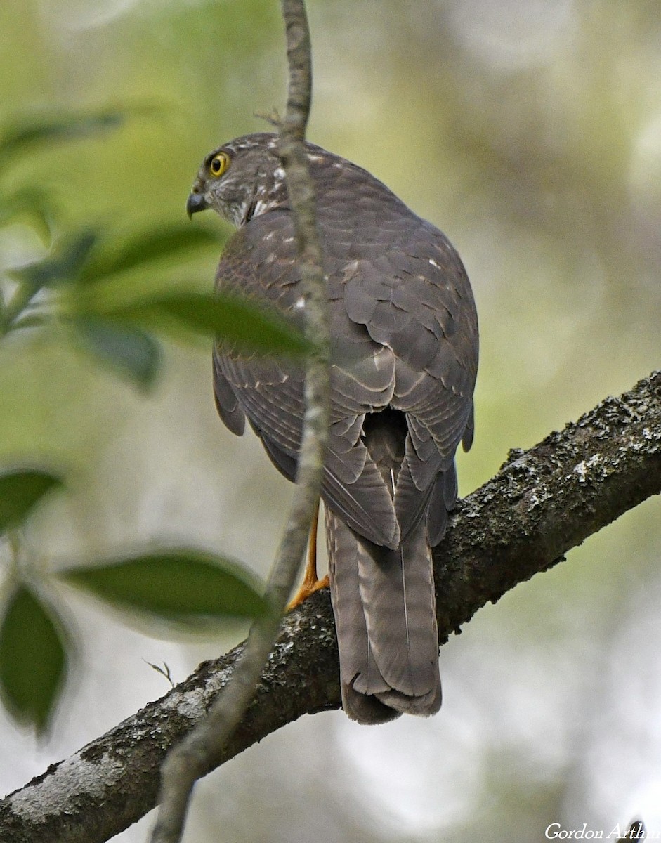 Collared Sparrowhawk - ML533826111