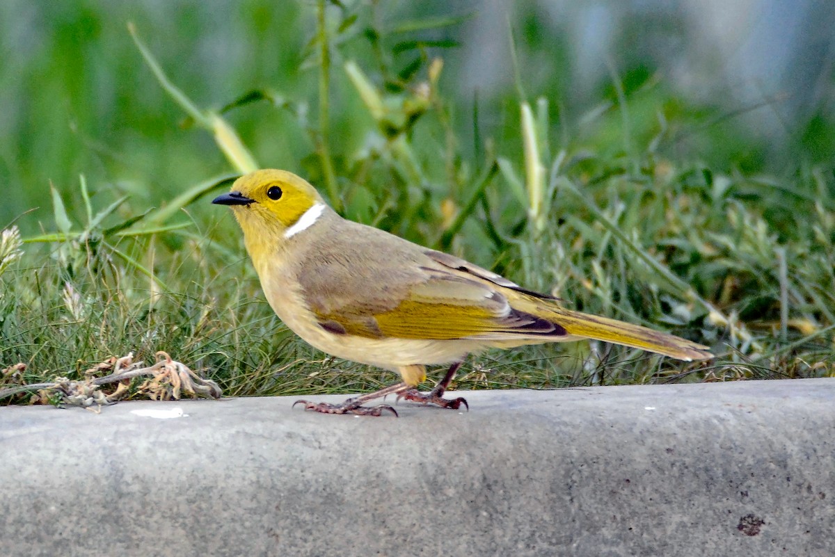 White-plumed Honeyeater - ML533826591