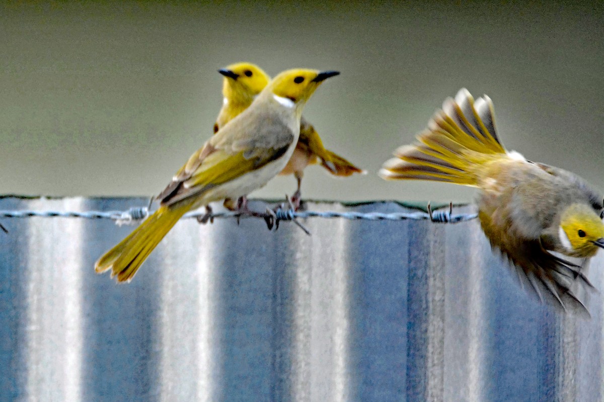 White-plumed Honeyeater - Gordon Arthur