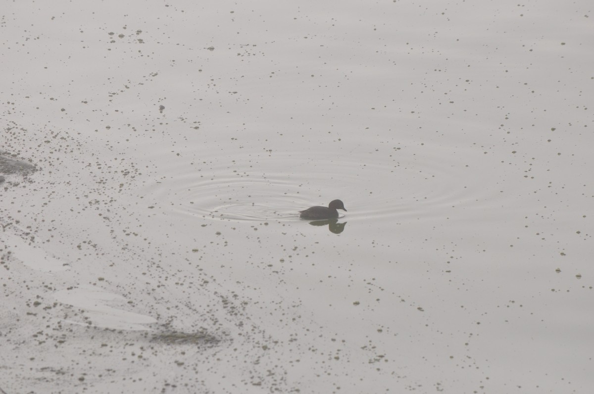 Little Grebe - ML533827361