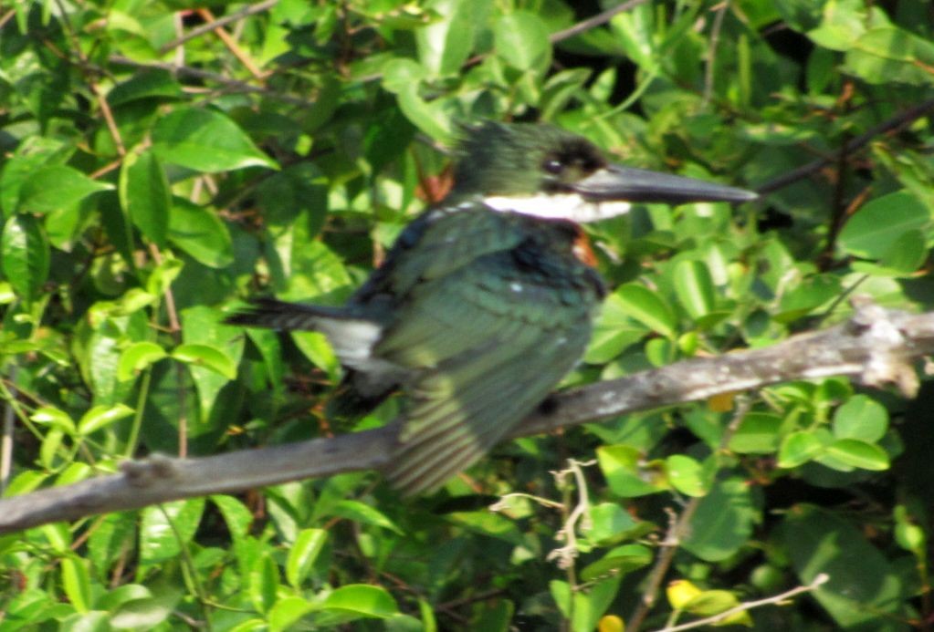 Amazon Kingfisher - ML533828651