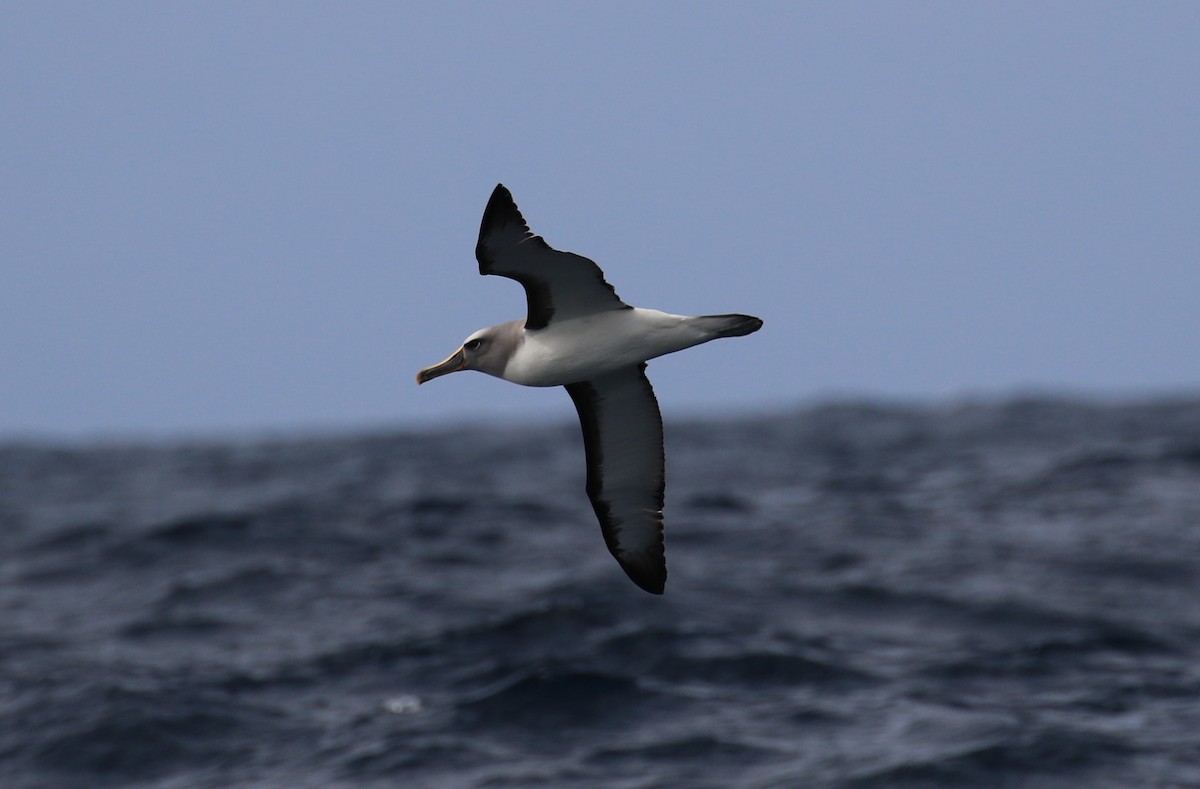 Albatros de Buller - ML533828671