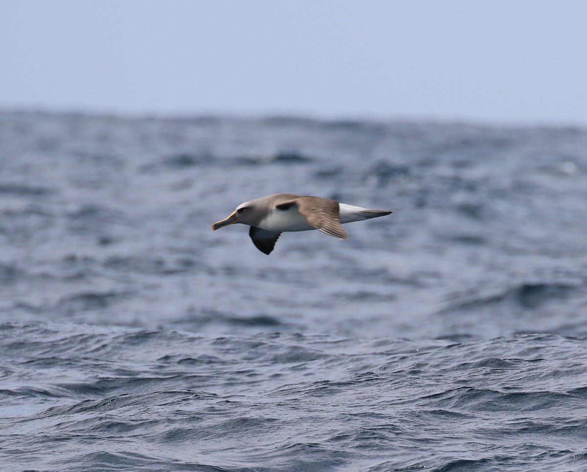 Albatros de Buller - ML533828691