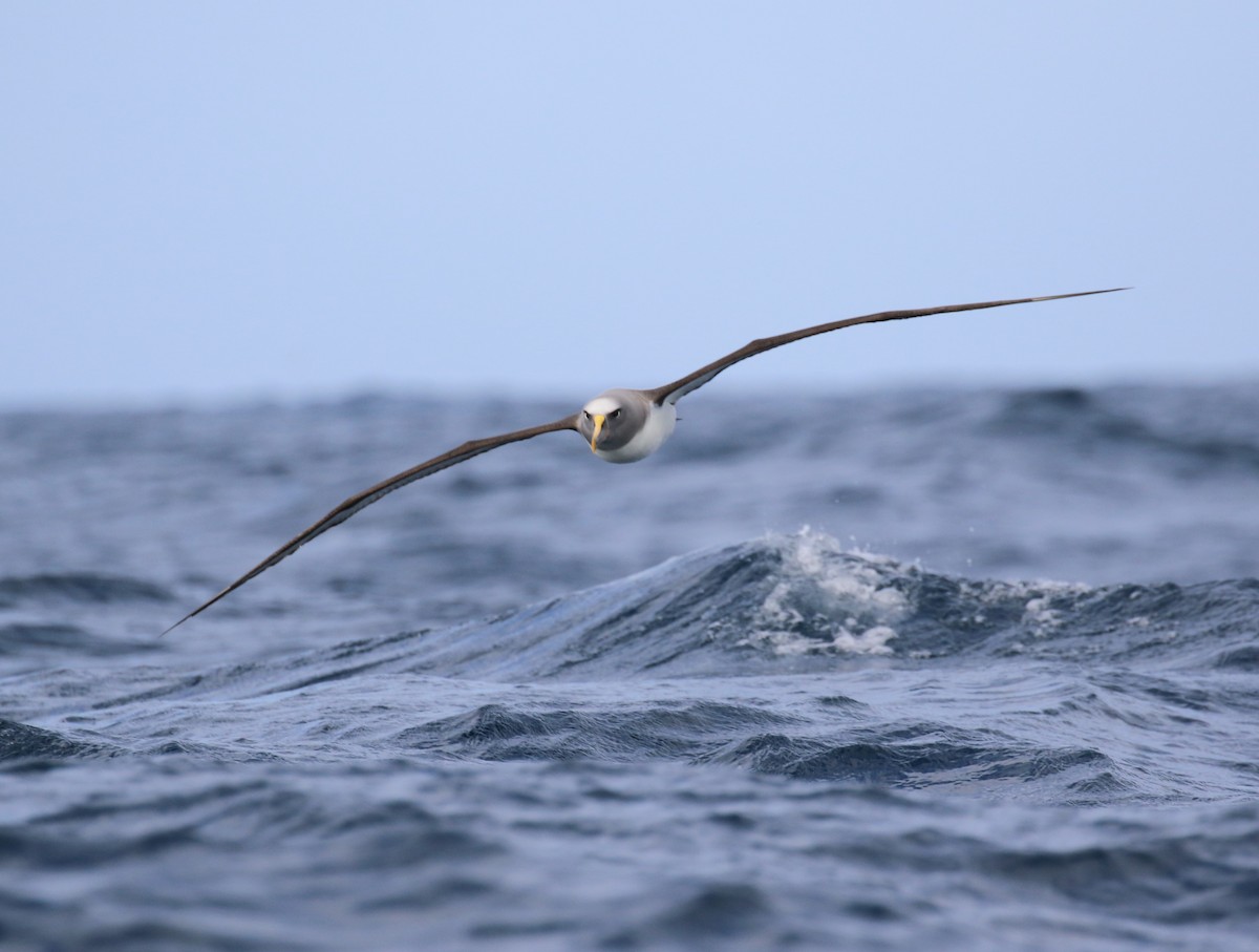 Buller Albatrosu - ML533828721