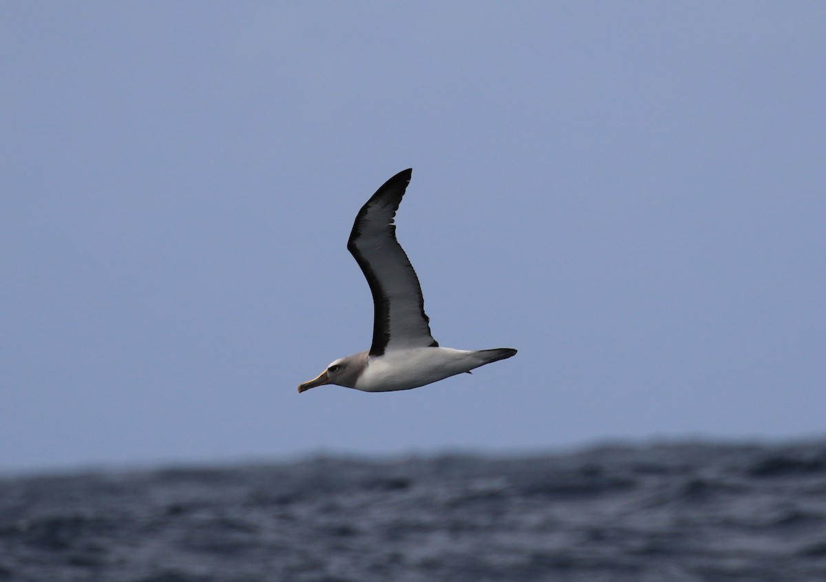 Albatros de Buller - ML533828731