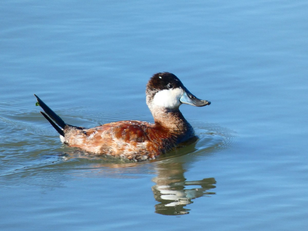 Ruddy Duck - ML533828801