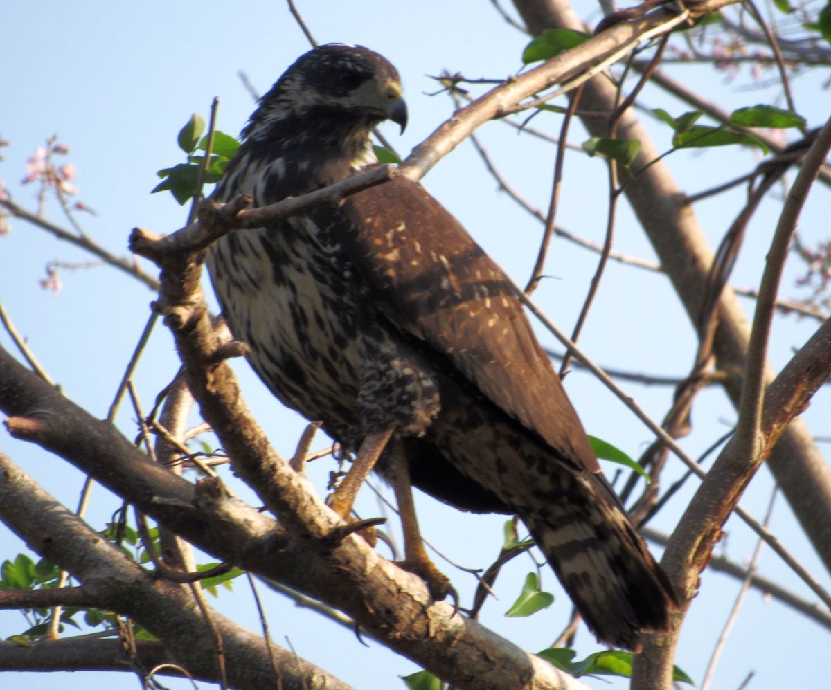 Common Black Hawk - Axel Fuentes-Moreno