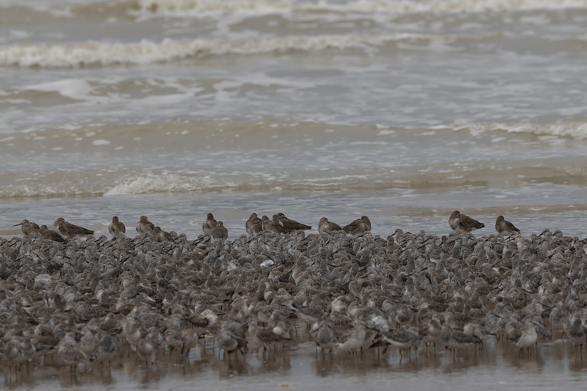 Black-tailed Godwit - ML533829341