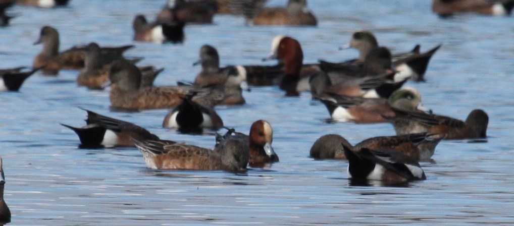 Eurasian Wigeon - ML53383001