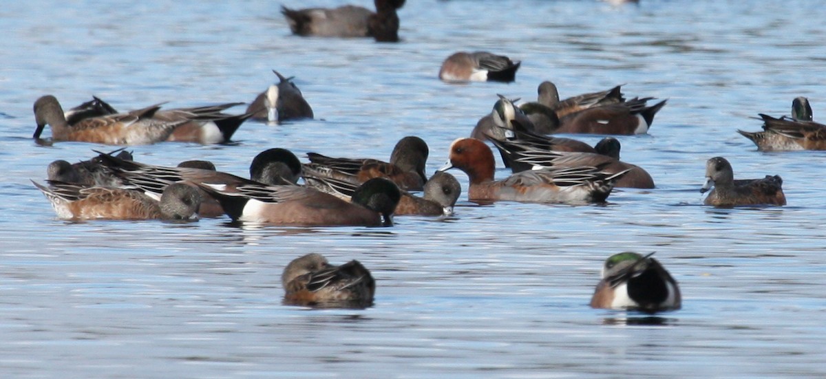 Eurasian Wigeon - ML53383021