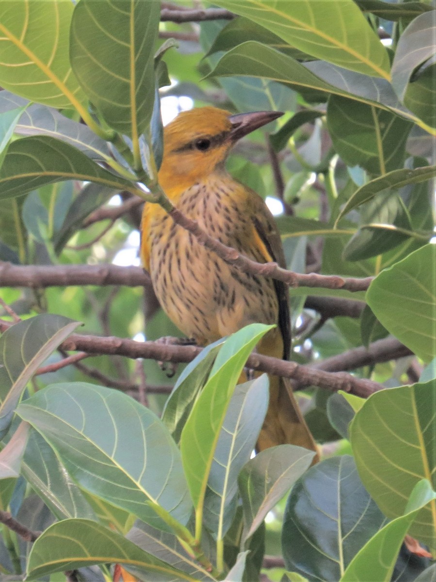 Indian Golden Oriole - ML533830891