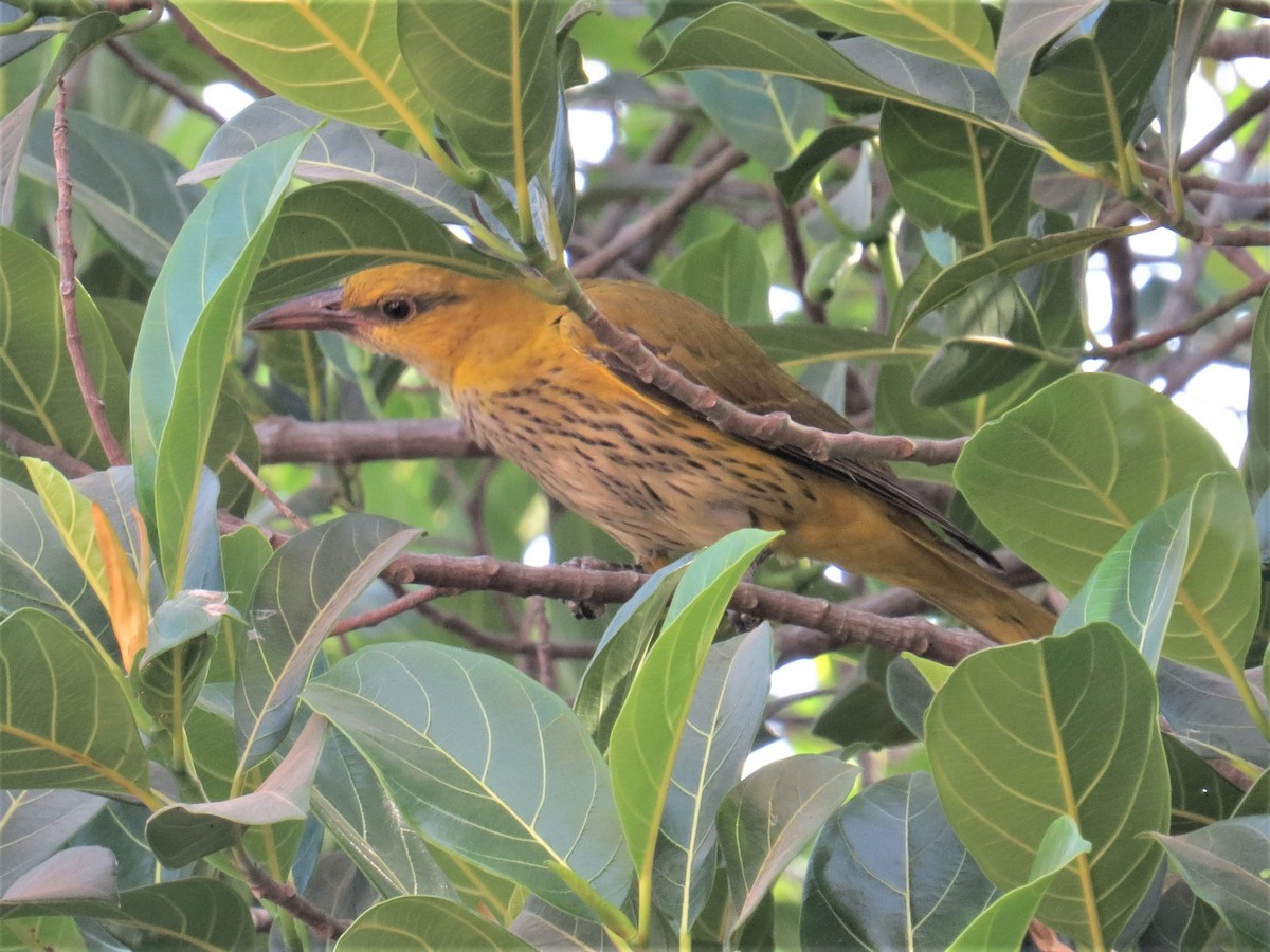 Indian Golden Oriole - ML533830901