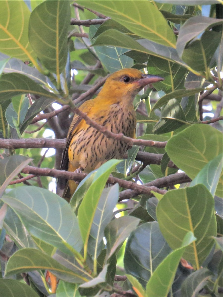 Indian Golden Oriole - ML533830911