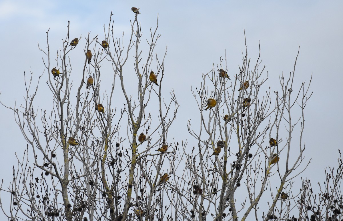 Oriental Greenfinch - ML533831811