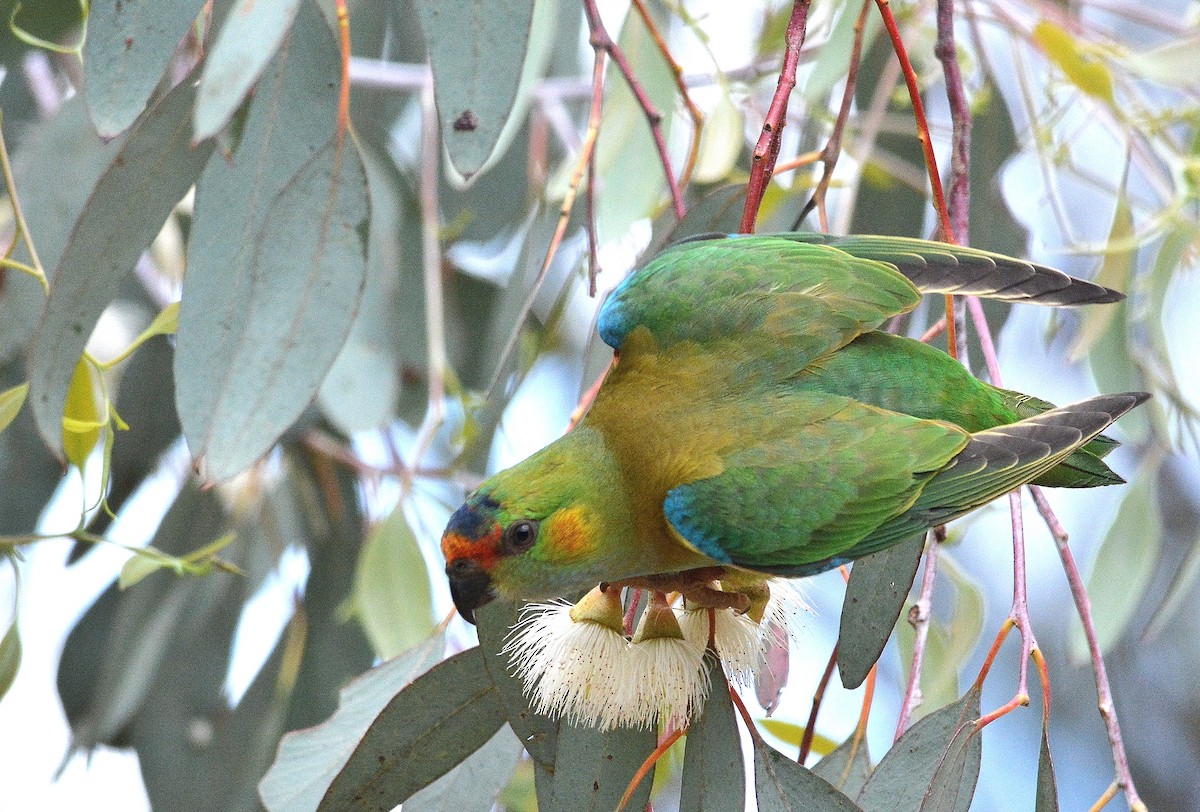 Purple-crowned Lorikeet - ML533832631