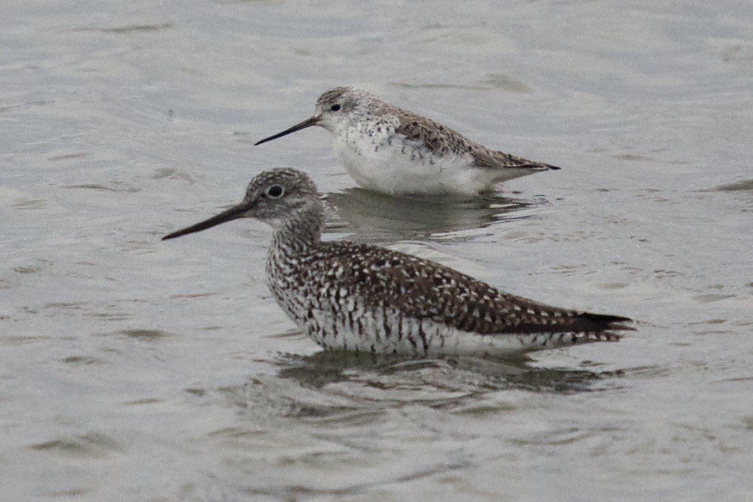 Marsh Sandpiper - Ezra J. Campanelli