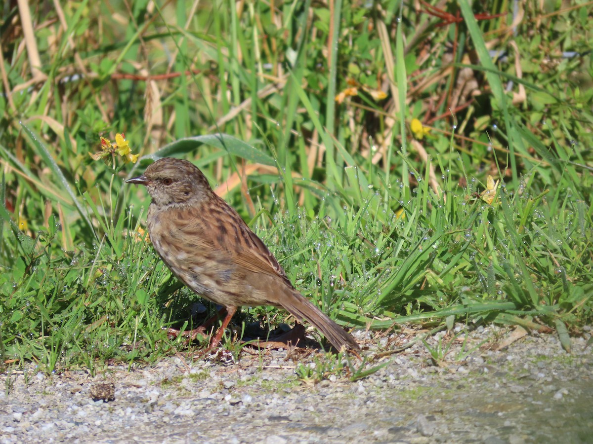 Dunnock - Jeff Hopkins