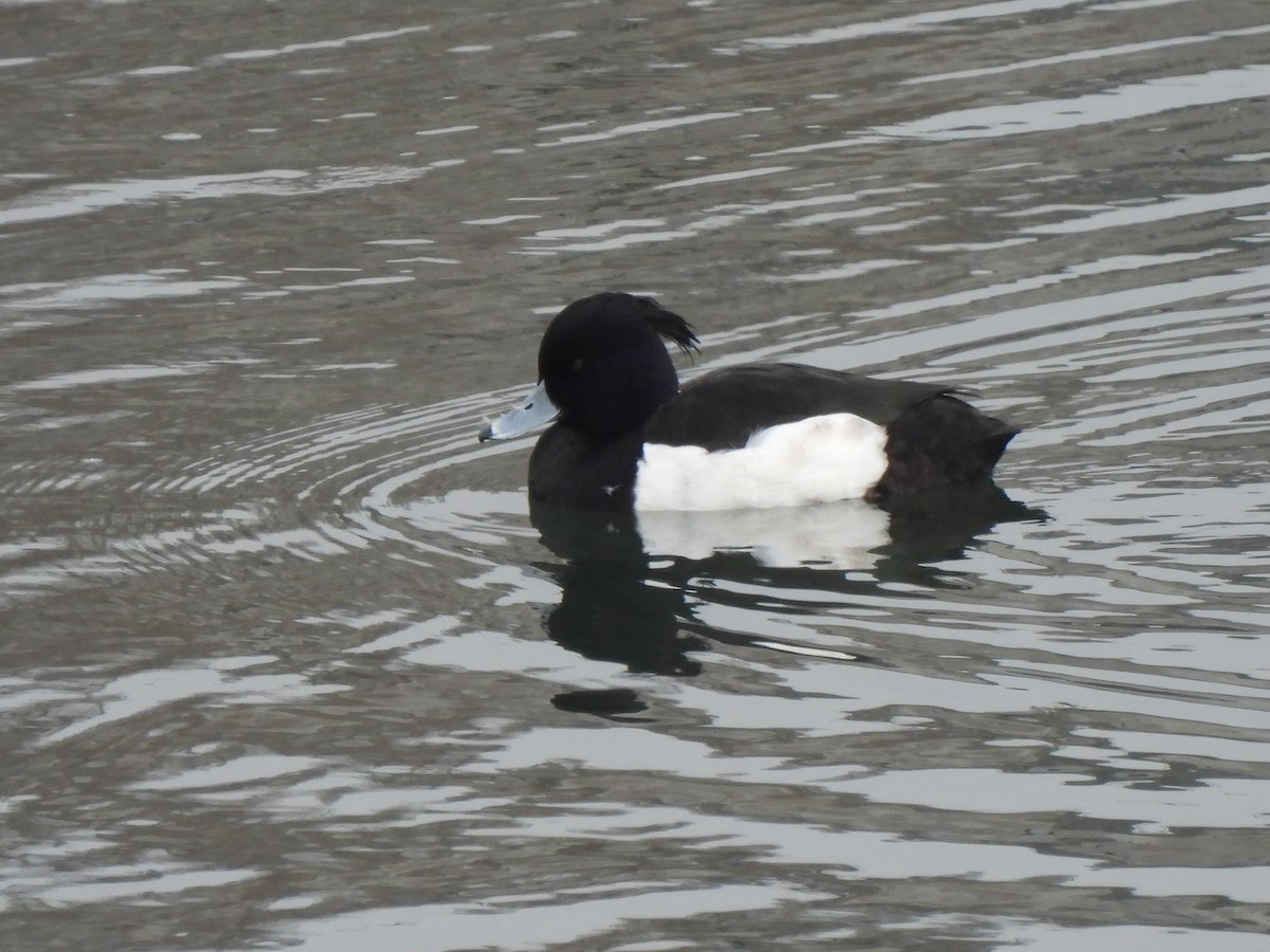 Tufted Duck - ML533835371