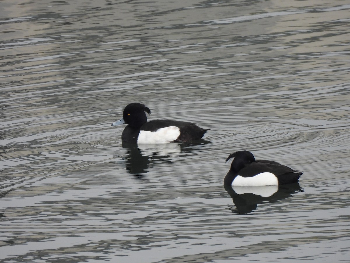 Tufted Duck - ML533835381