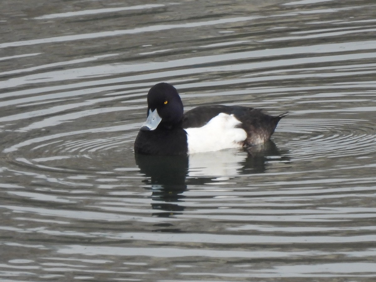 Tufted Duck - ML533835391