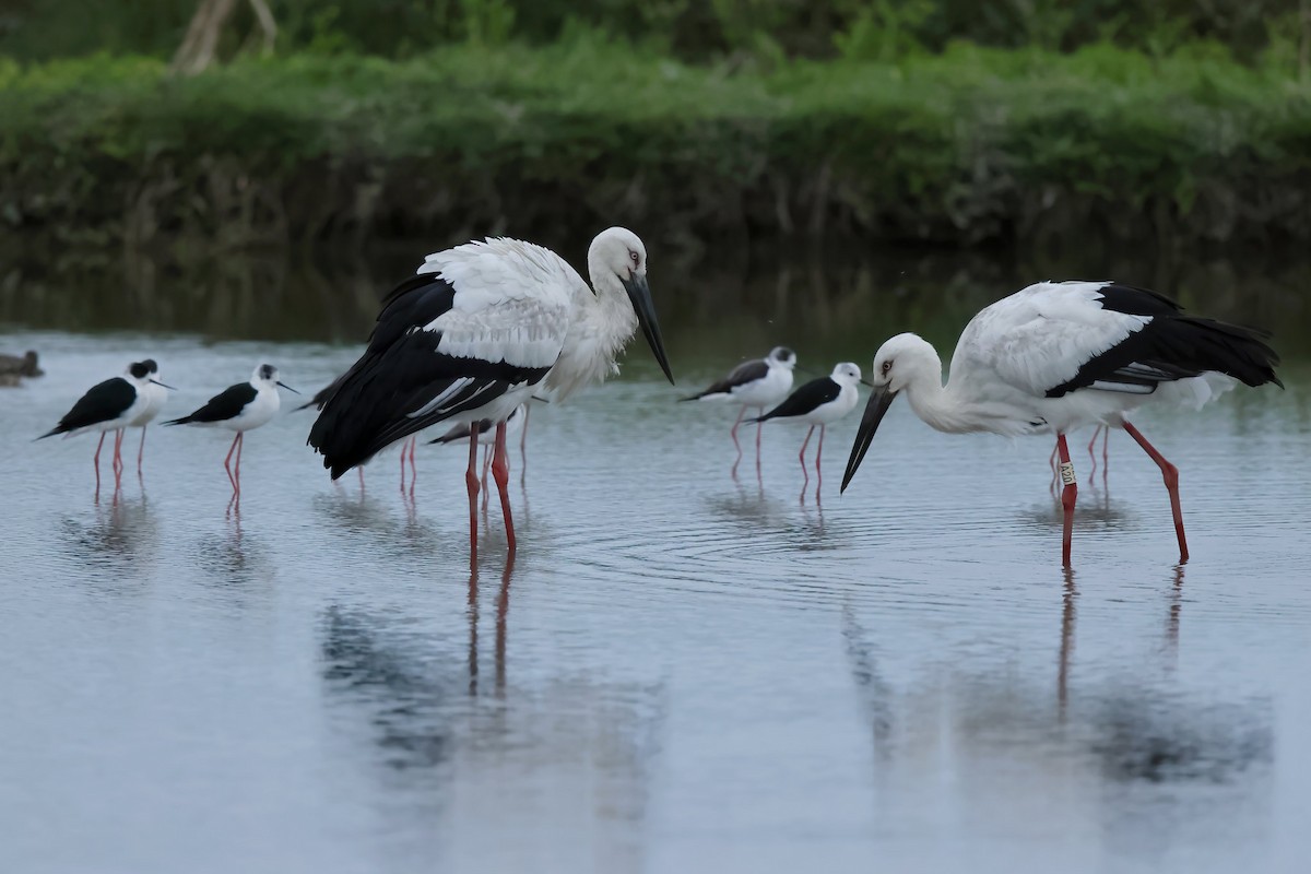 Schwarzschnabelstorch - ML533837841
