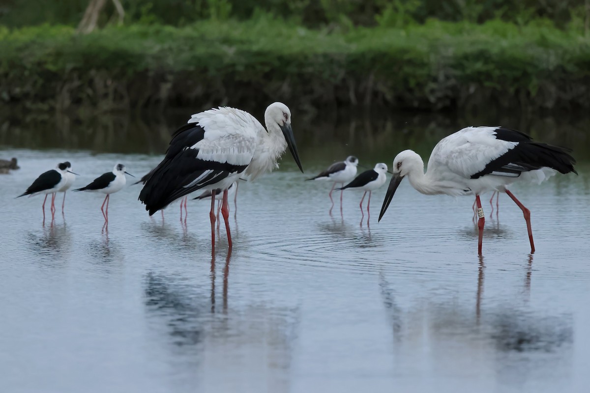 Oriental Stork - 趙 偉凱