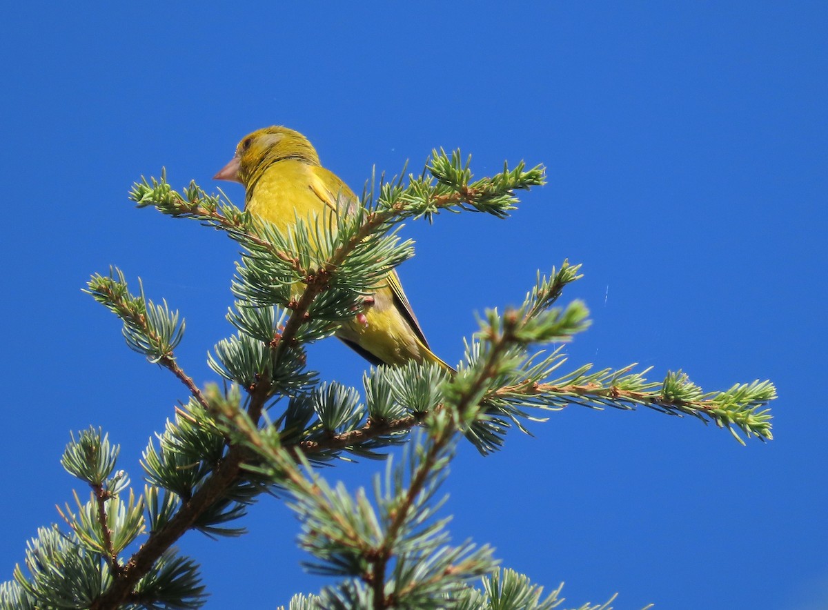 European Greenfinch - ML533837851