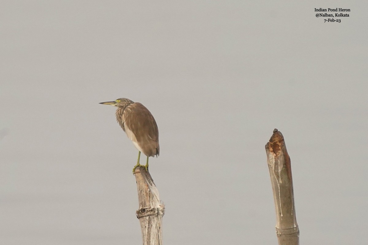 Indian Pond-Heron - ML533838641