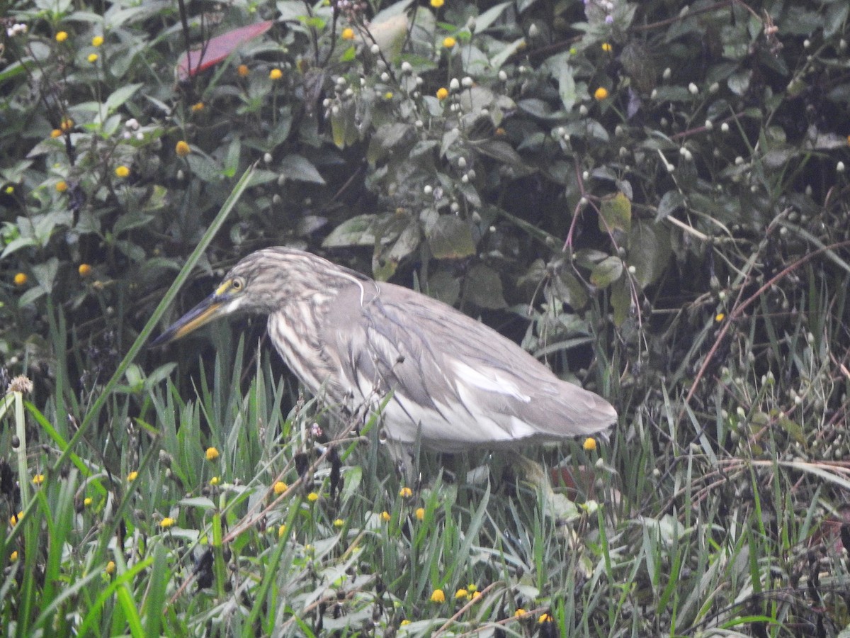 Indian Pond-Heron - ML533838821