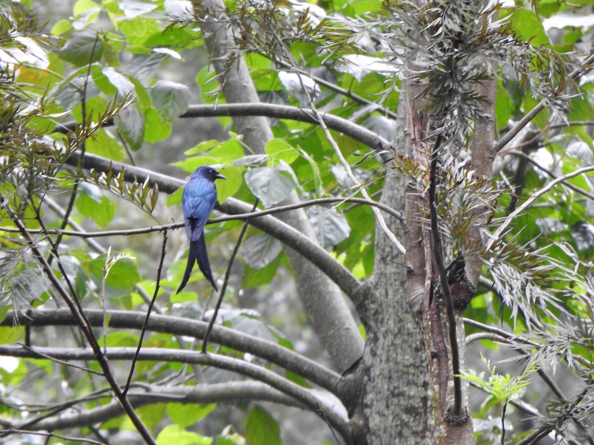 Ashy Drongo - ML533839211