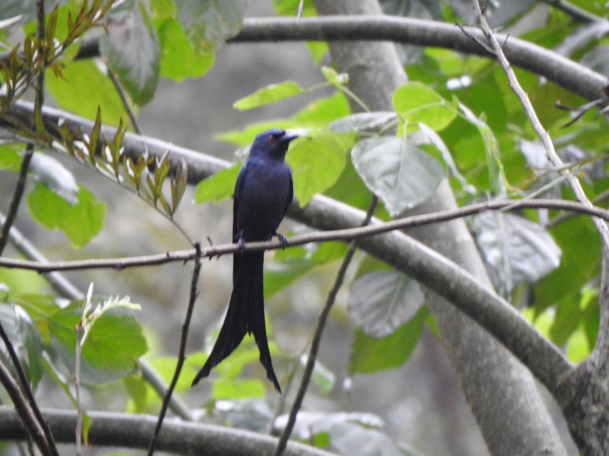 Ashy Drongo - ML533839281