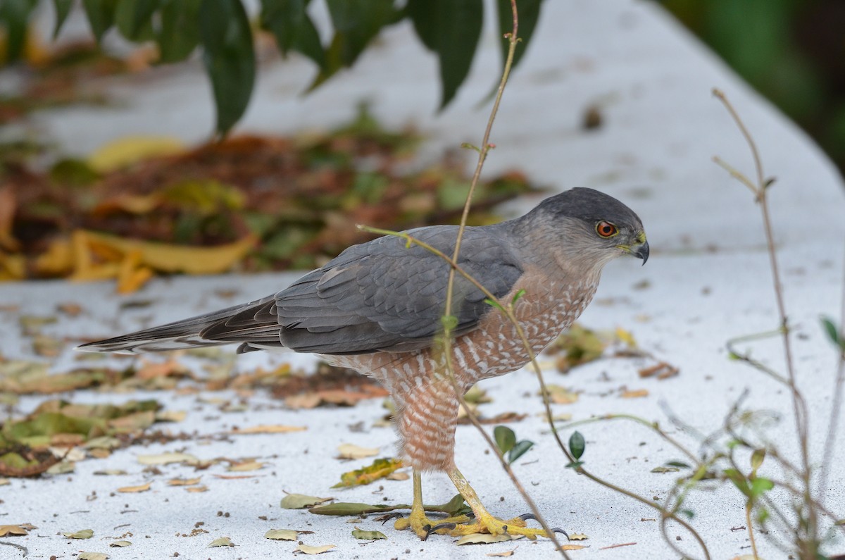 Cooper's Hawk - ML533839491