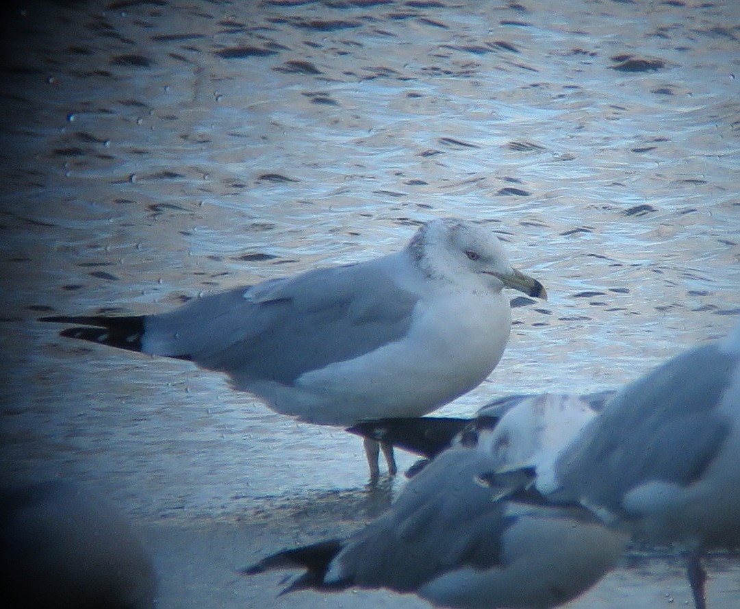 Ring-billed Gull - Noah Arthur