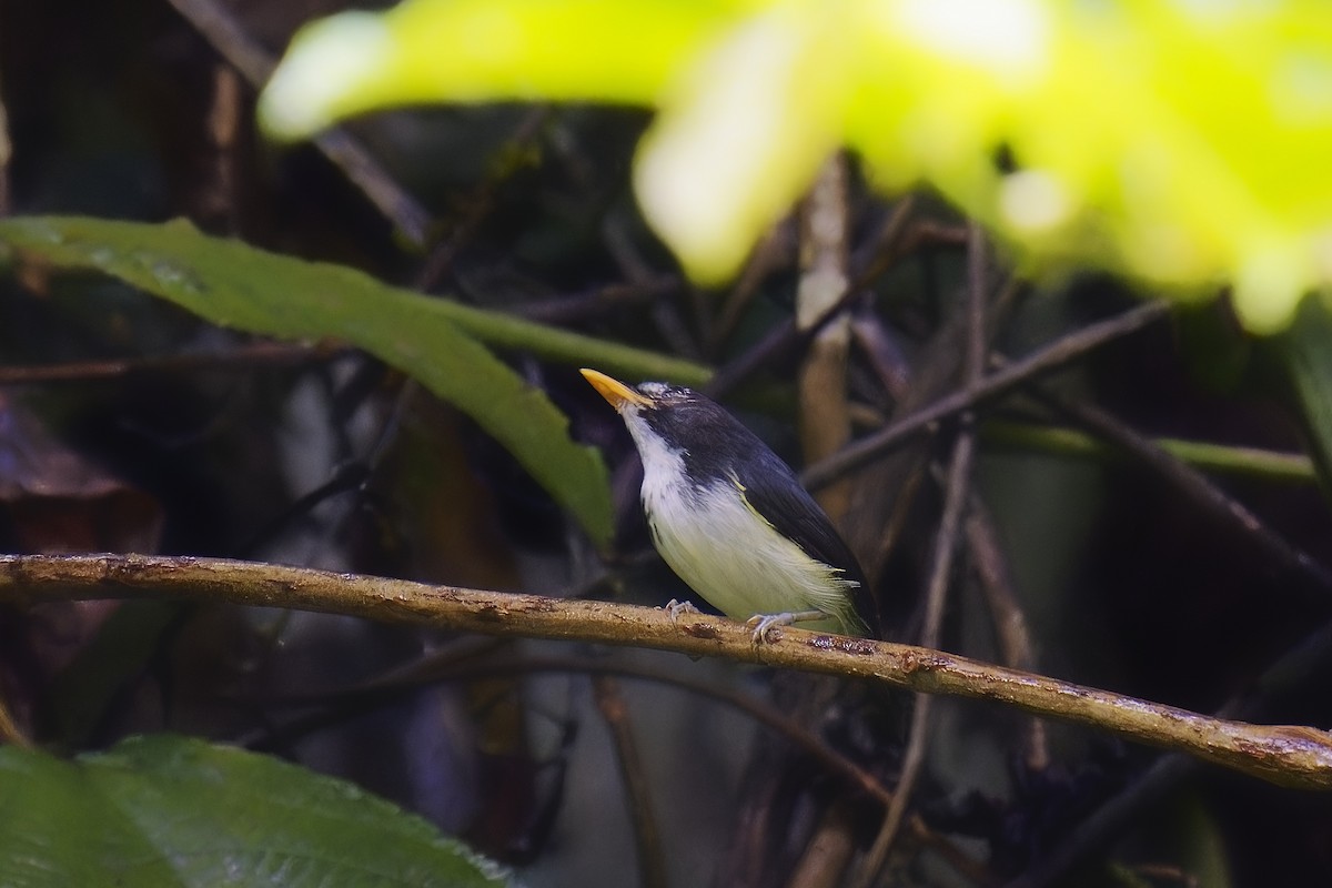 Black-and-white Tody-Flycatcher - Holger Teichmann