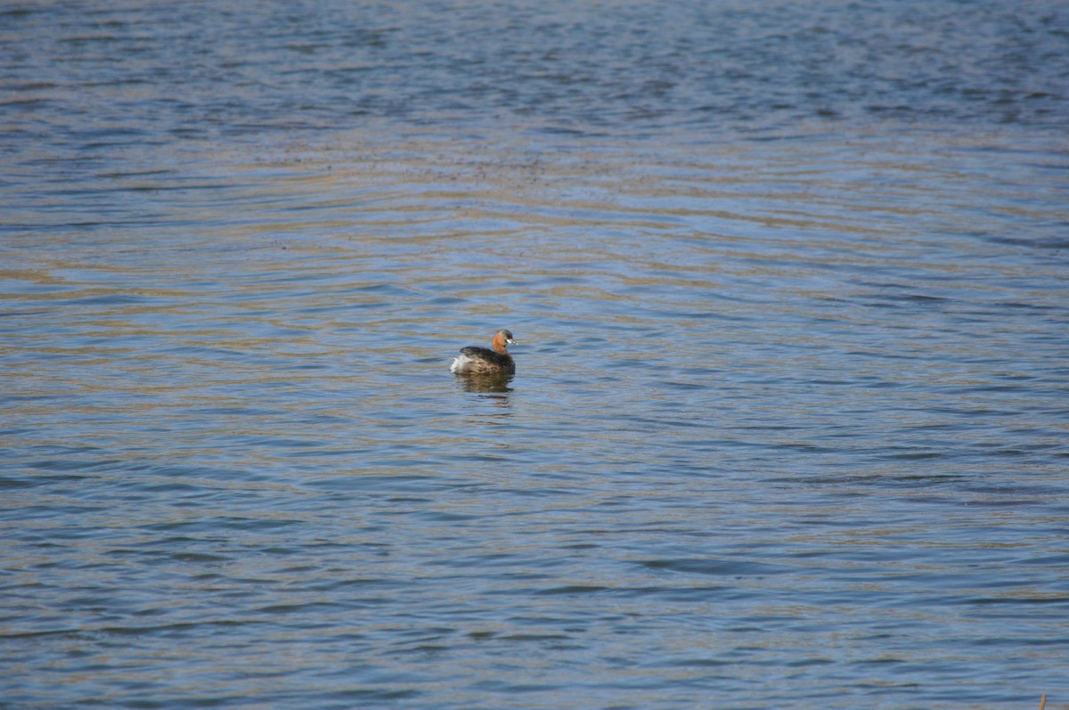 Little Grebe - ML533841931