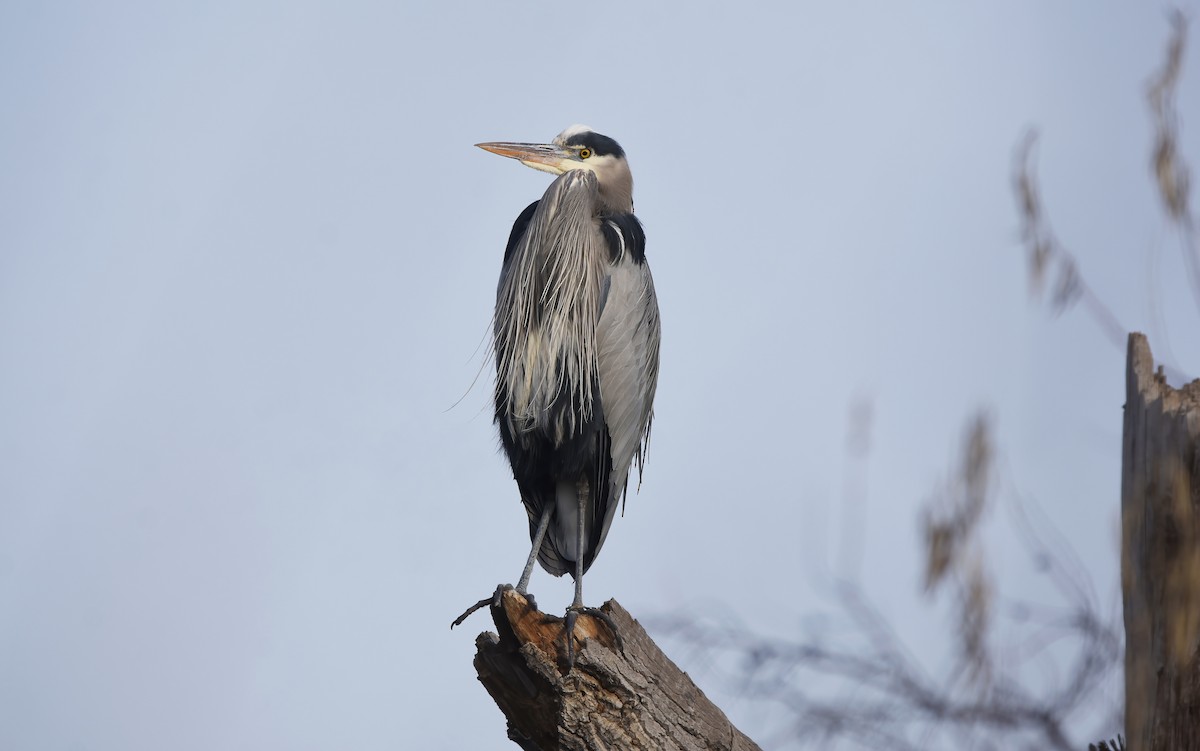 Great Blue Heron - ML533842171