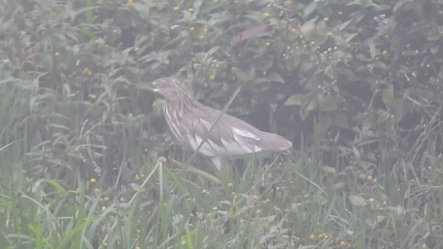 Indian Pond-Heron - ML533842211