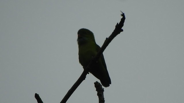 Vernal Hanging-Parrot - ML533842771