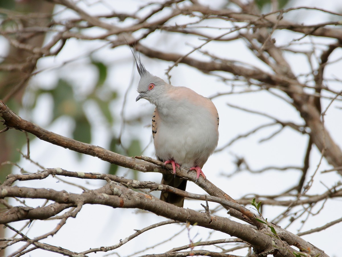 Crested Pigeon - ML533842951