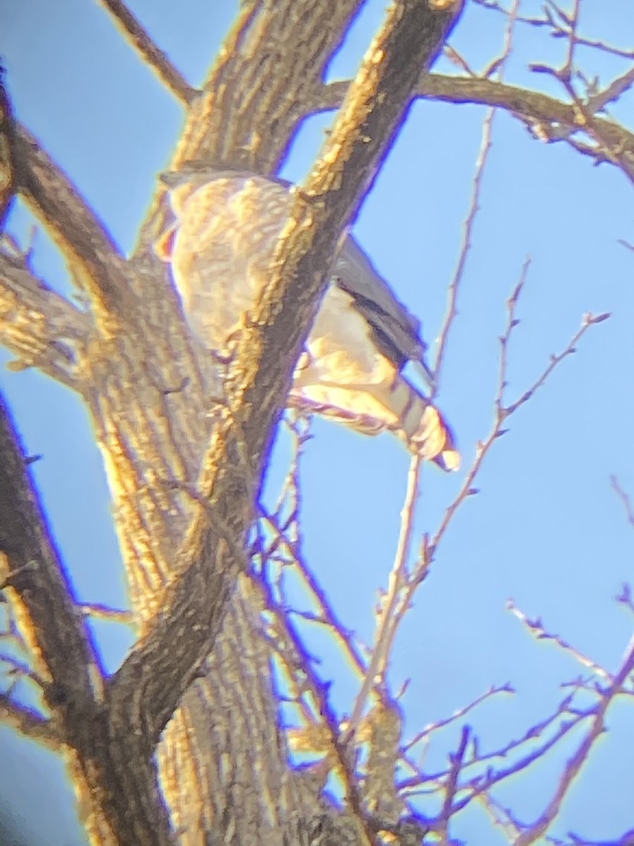 Cooper's Hawk - ML533843651